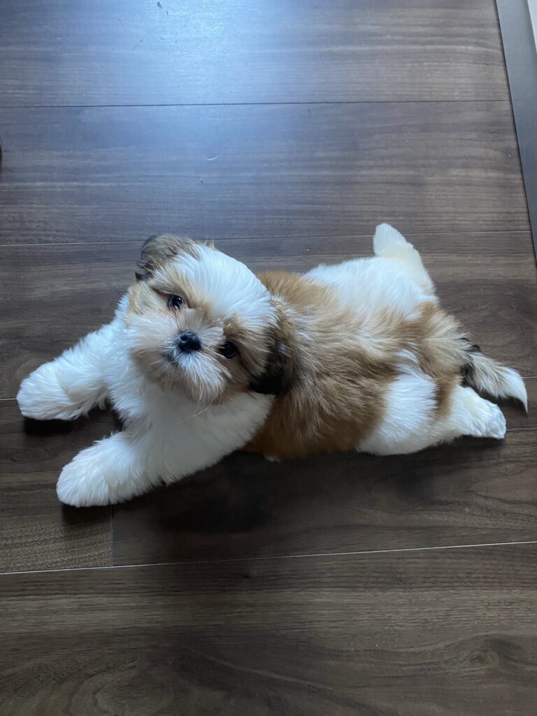 犬と生きる“今”を楽しむ