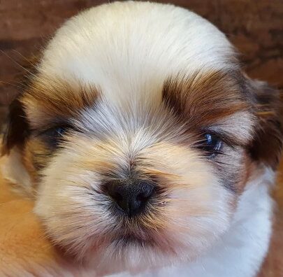 生後３０日頃の柚