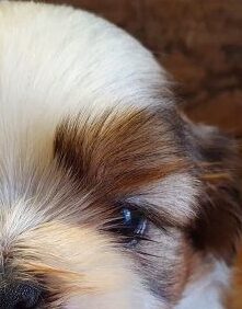 生後３０日頃の柚