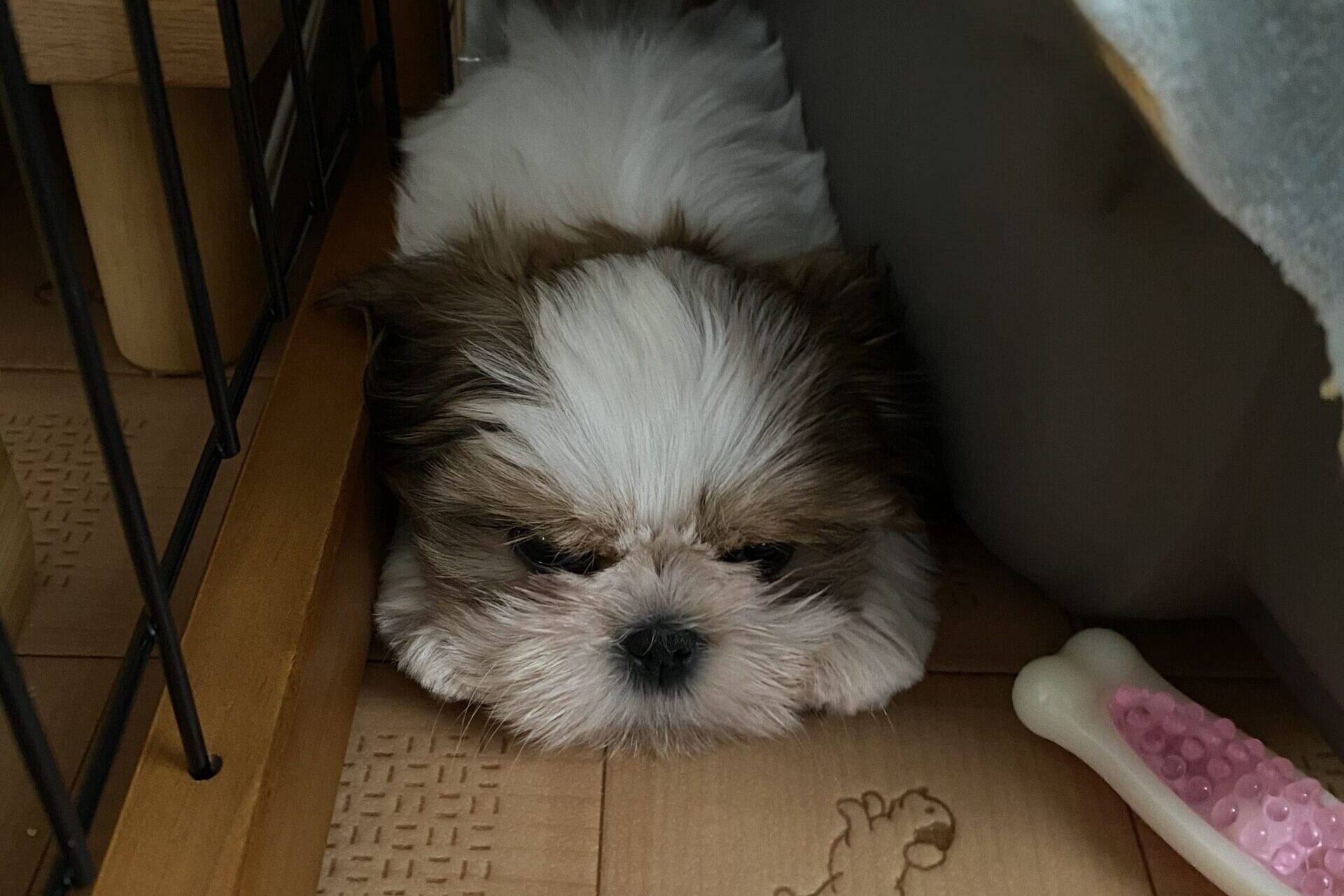 クレートと柵の間に挟まる柚