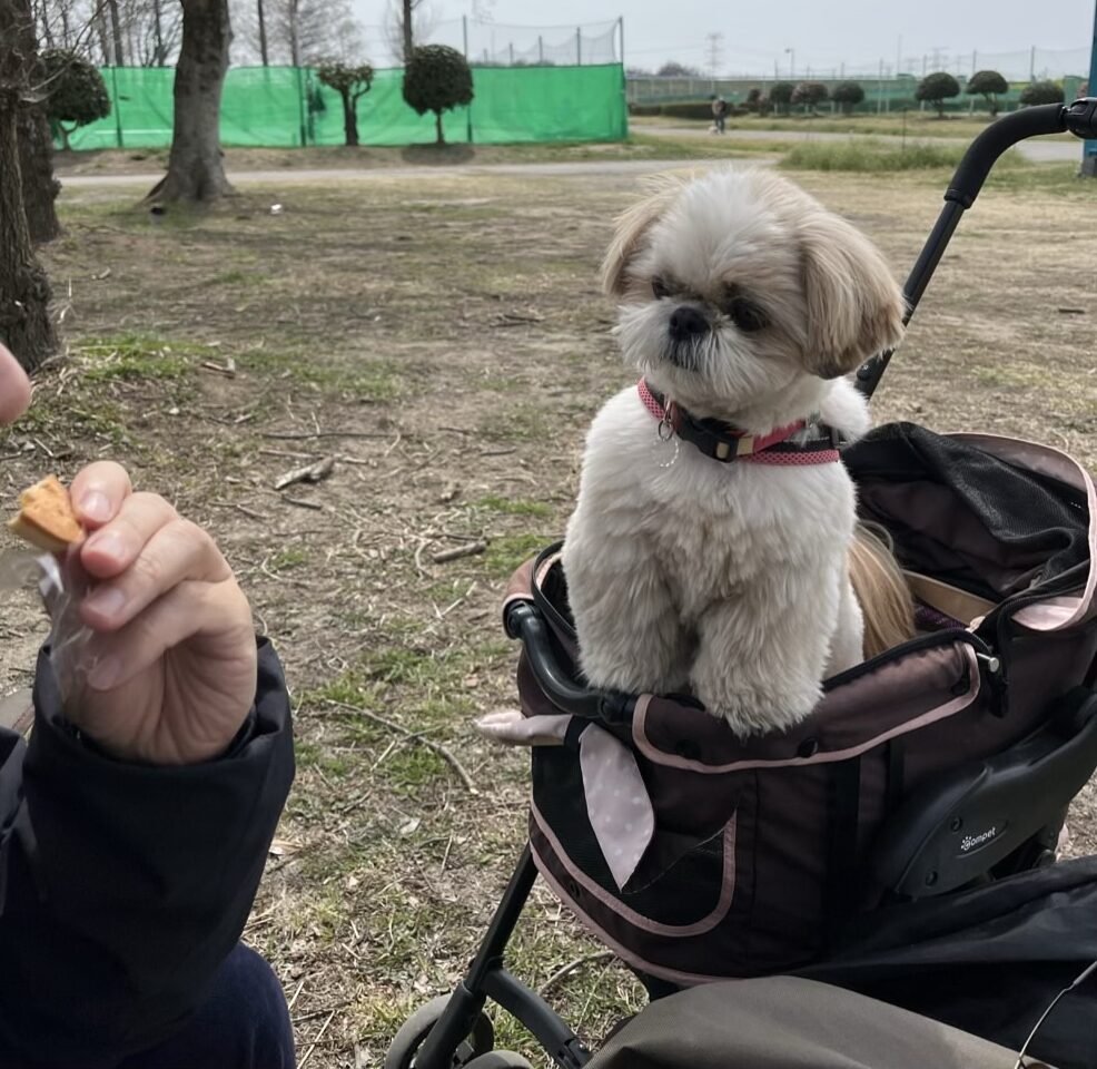 柚がお菓子にくぎ付け
