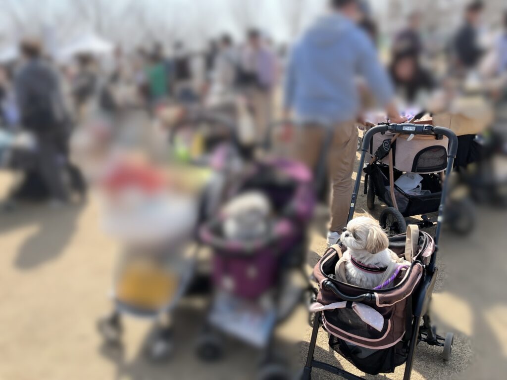 シーズー3頭並んで撮影